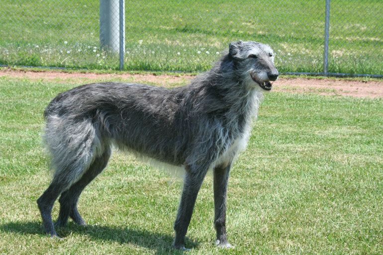 Nice Scottish Deerhound - Dog Breed