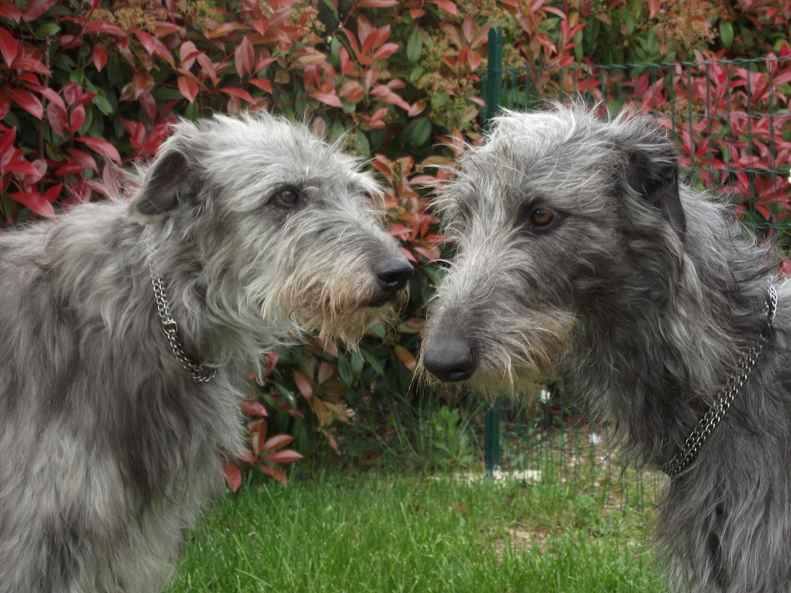 Cute Scottish Deerhound - Dog Breed