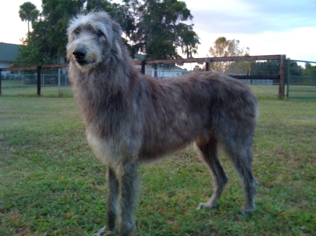 Photo Scottish Deerhound - Dog Breed