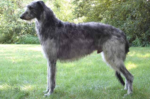 Scottish Deerhound - Dog Breed photo 