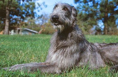 Scottish Deerhound - Dog Breed wallpaper