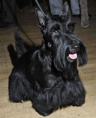 Scottish Terrier - Dog Breed