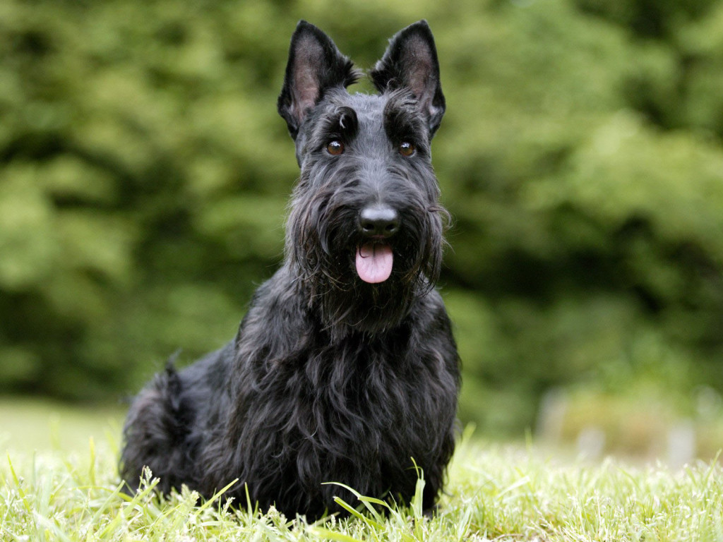 Cute Scottish Terrier - Dog Breed