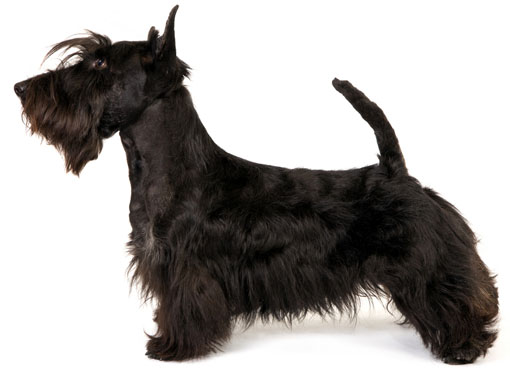 Photo Scottish Terrier - Dog Breed