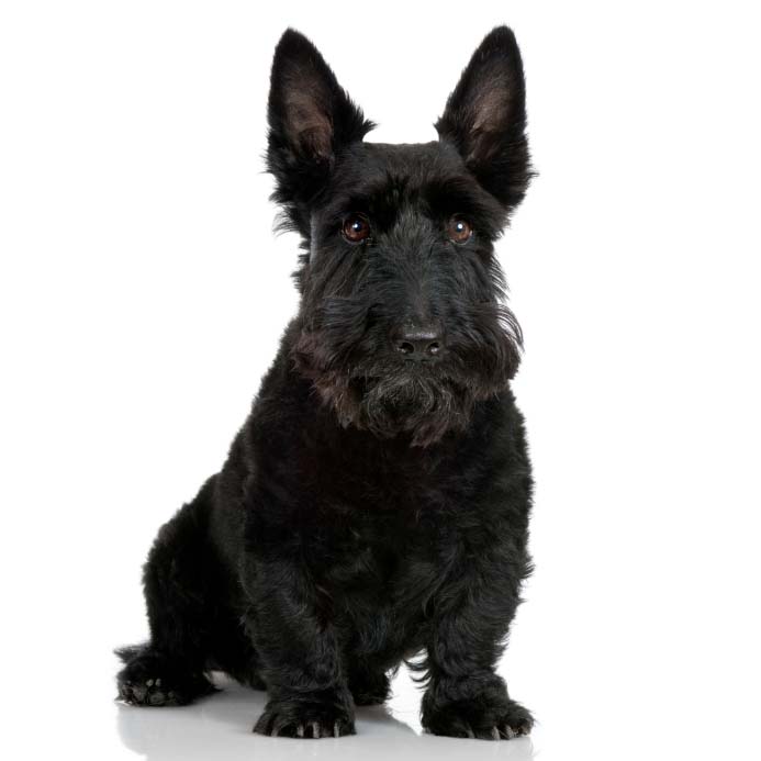 Scottish Terrier - Dog Breed photo 