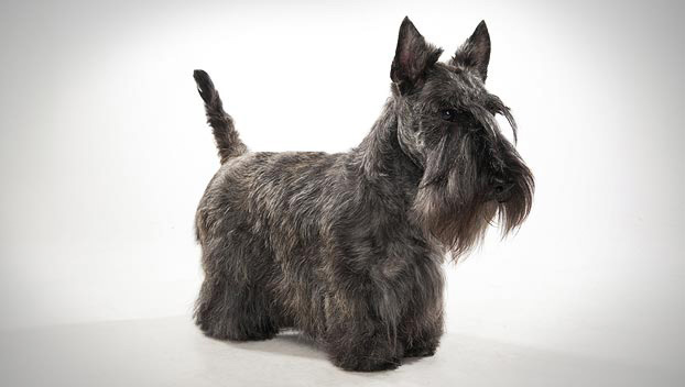 Scottish Terrier - Dog Breed wallpaper