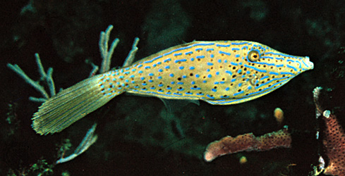 Scrawled filefish