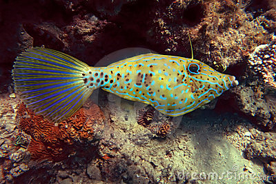 Pretty Scrawled filefish