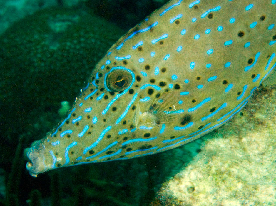 Pretty Scrawled filefish