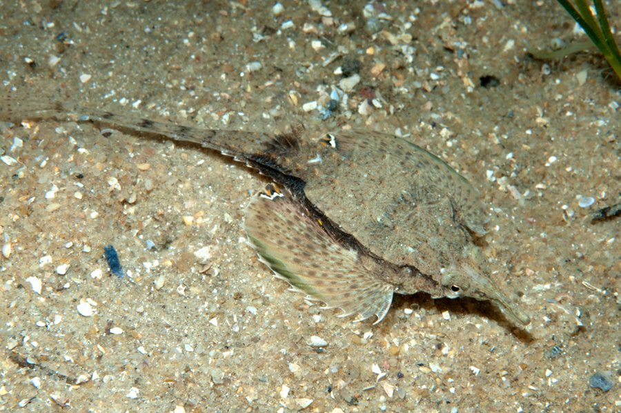 Sculptured seamoth