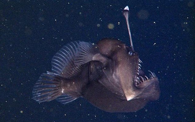 Seadevil
