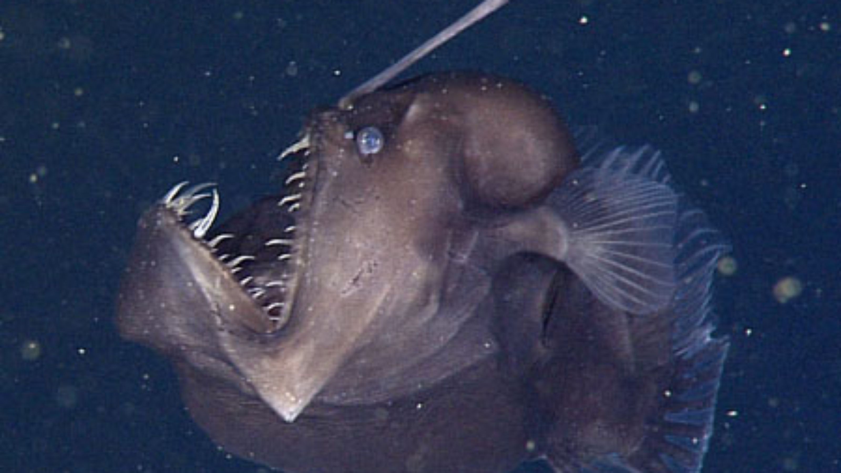 Pretty Seadevil