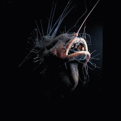 Pretty Seadevil
