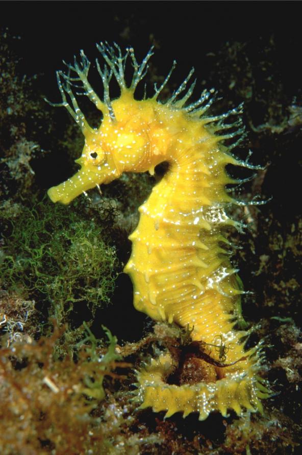 Seahorse