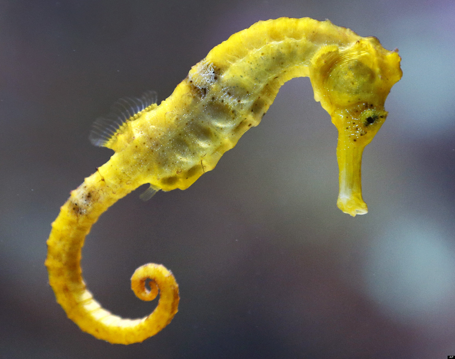 Nice Seahorse