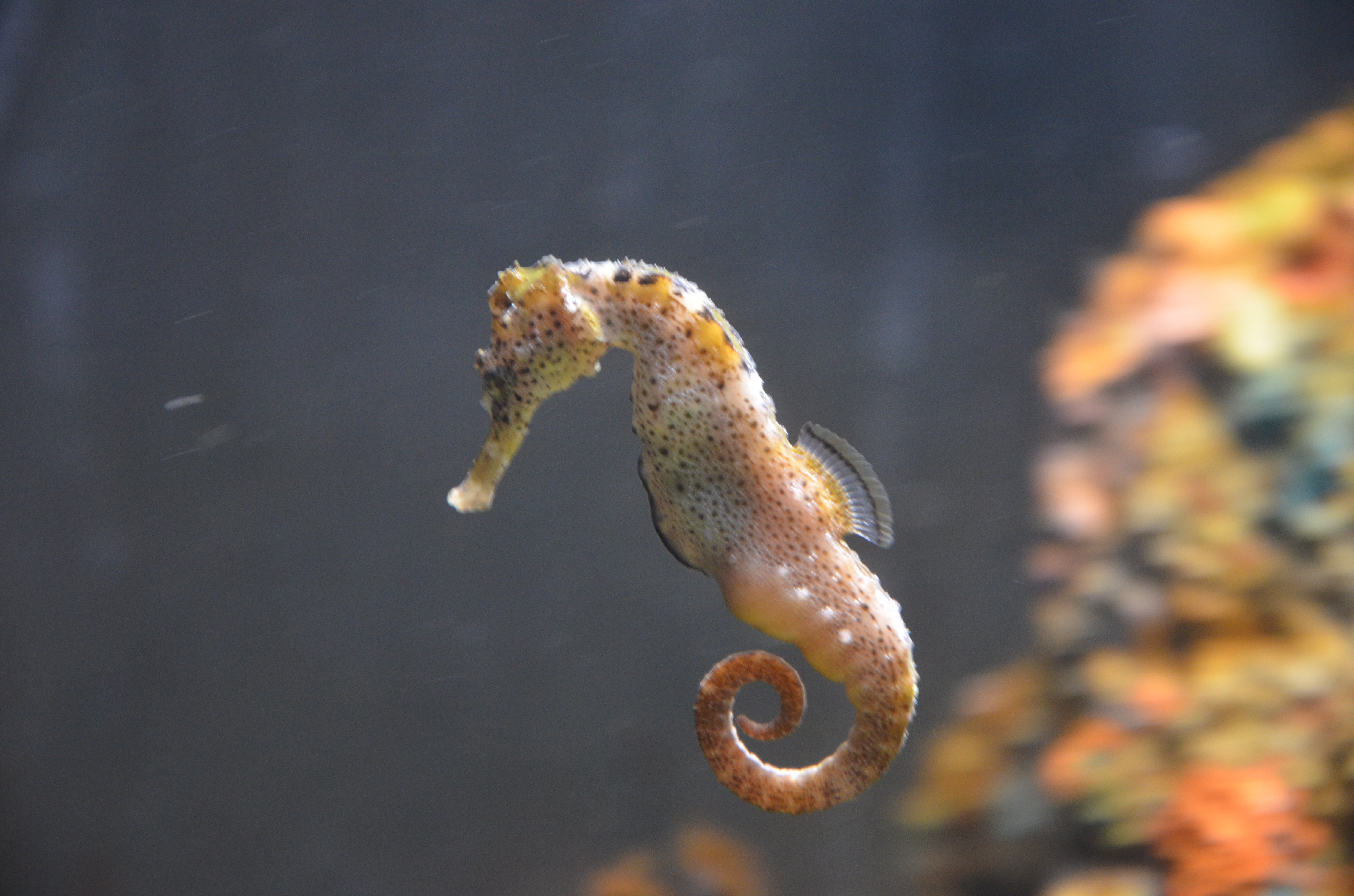 Cool Seahorse