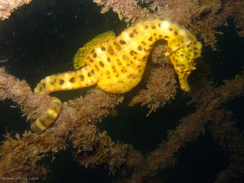 Pretty Seahorse
