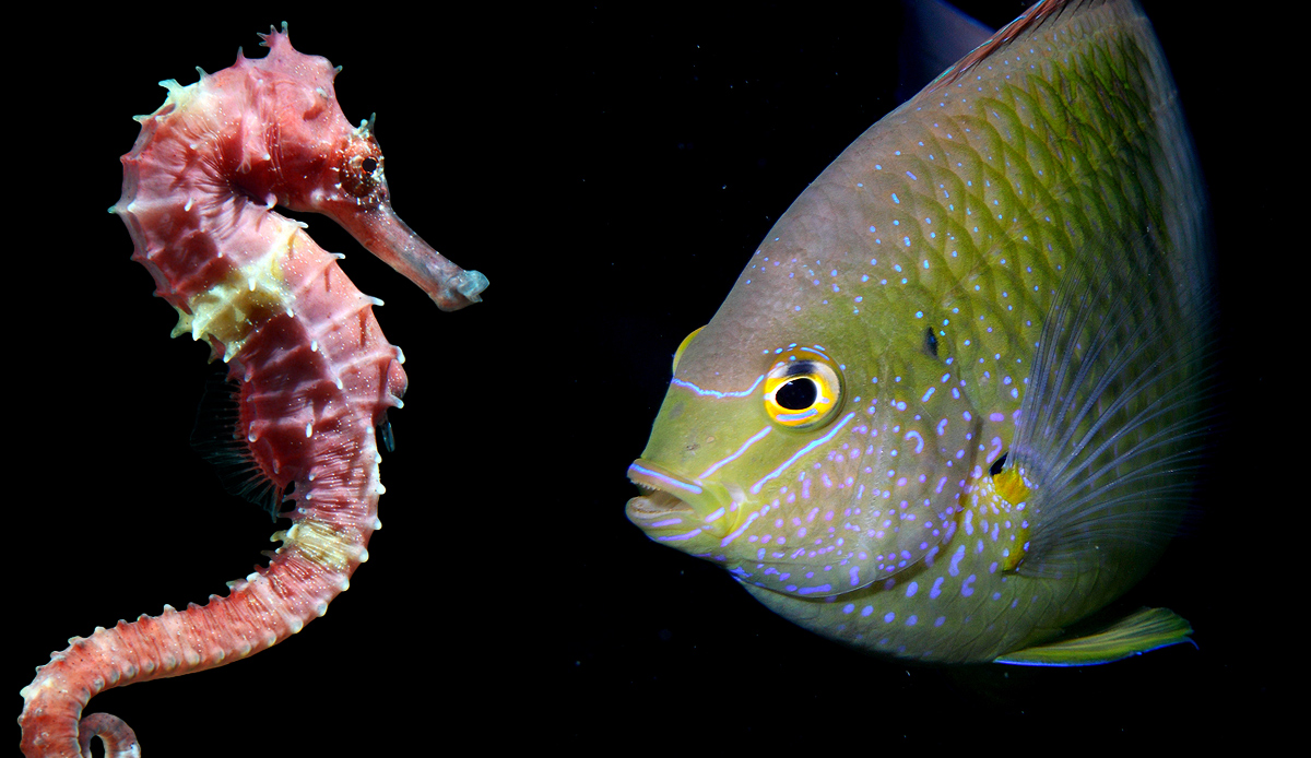 Seahorse photo 