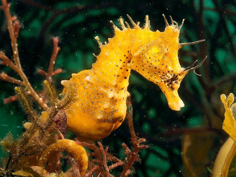 Seahorse wallpaper