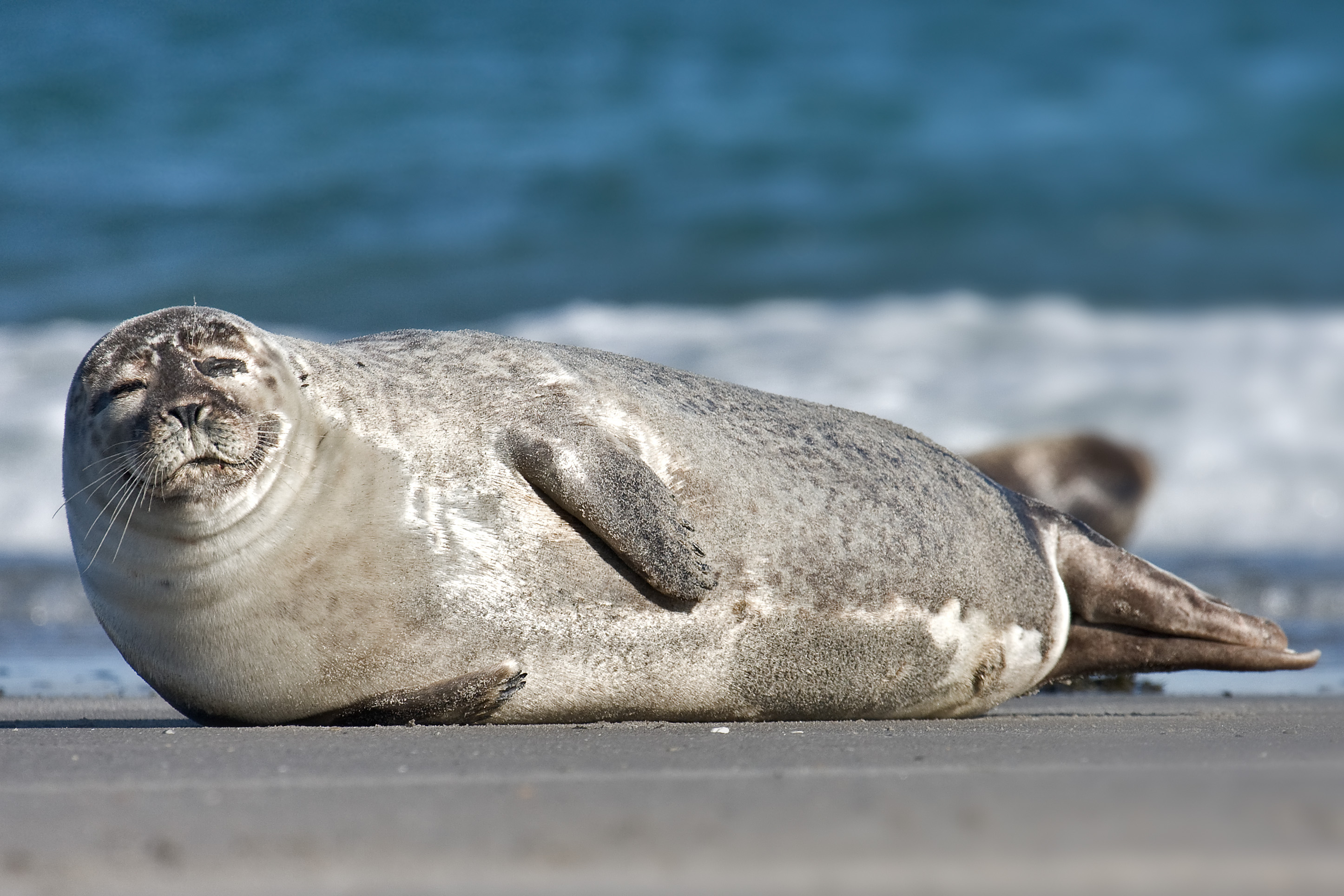 Cute Seal and Walrus