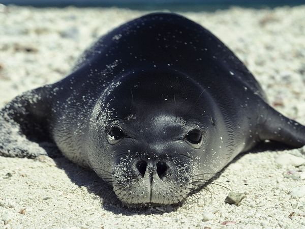 Wallpaper Seal and Walrus