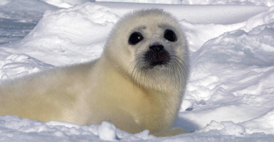 Photo Seal and Walrus