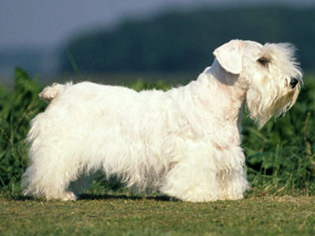 Nice Sealyham Terrier - Dog Breed