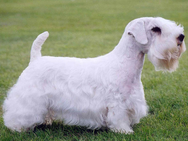 Photo Sealyham Terrier - Dog Breed