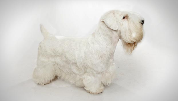 Sealyham Terrier - Dog Breed wallpaper