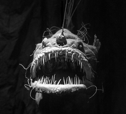 [Angler fish- Photo#01