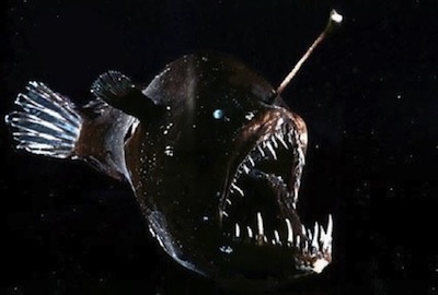 Angler fish- Photo#02