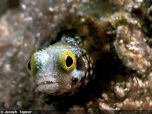 Secretary blenny
