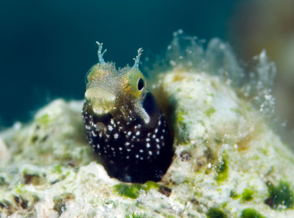 Pretty Secretary blenny