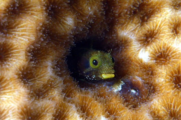 Pretty Secretary blenny