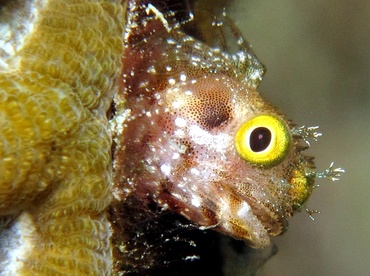 Pretty Secretary blenny