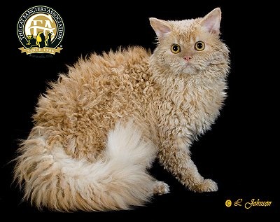 Cool Selkirk Rex - Cat Breed