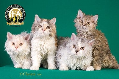 Pretty Selkirk Rex - Cat Breed