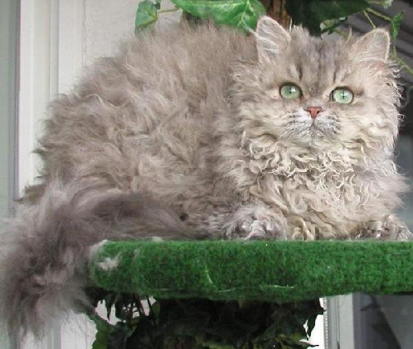 Cute Selkirk Rex - Cat Breed