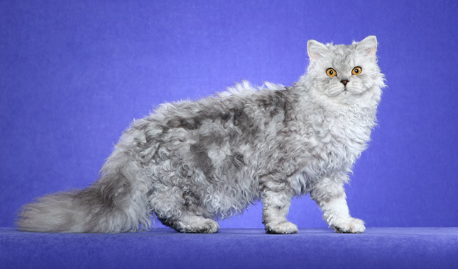 Photo Selkirk Rex - Cat Breed