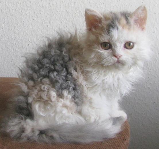 Selkirk Rex - Cat Breed photo 