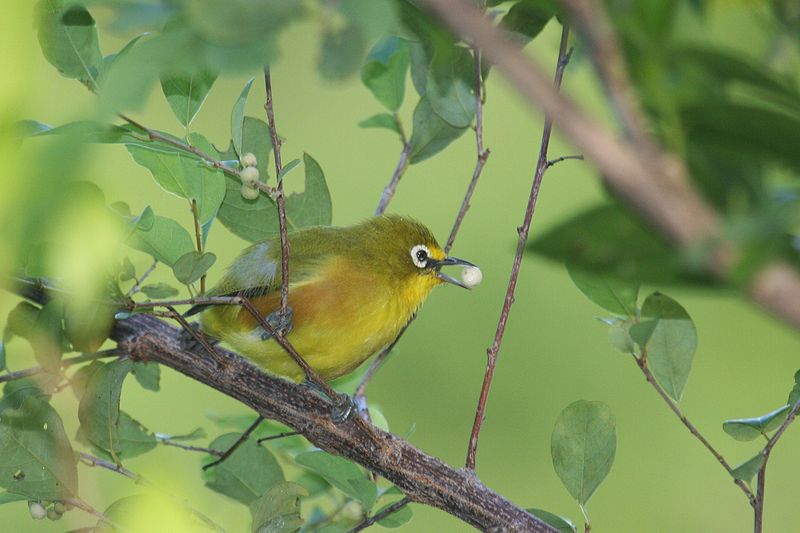 Seychelles gray white-eye
