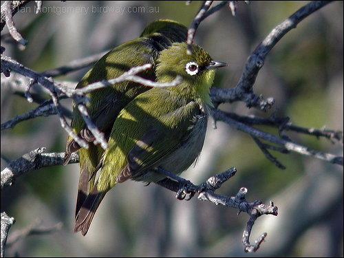 Pretty Seychelles gray white-eye