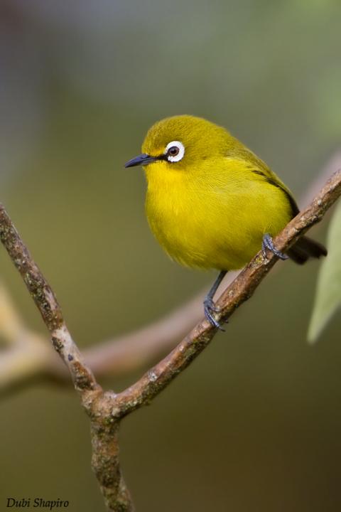 Pretty Seychelles gray white-eye