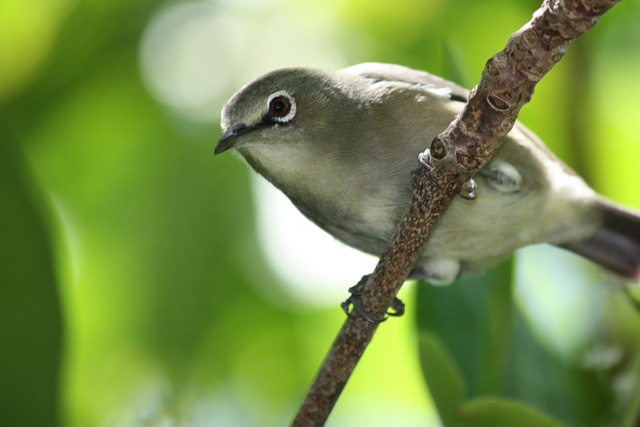 Pretty Seychelles gray white-eye
