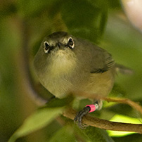 Pretty Seychelles gray white-eye