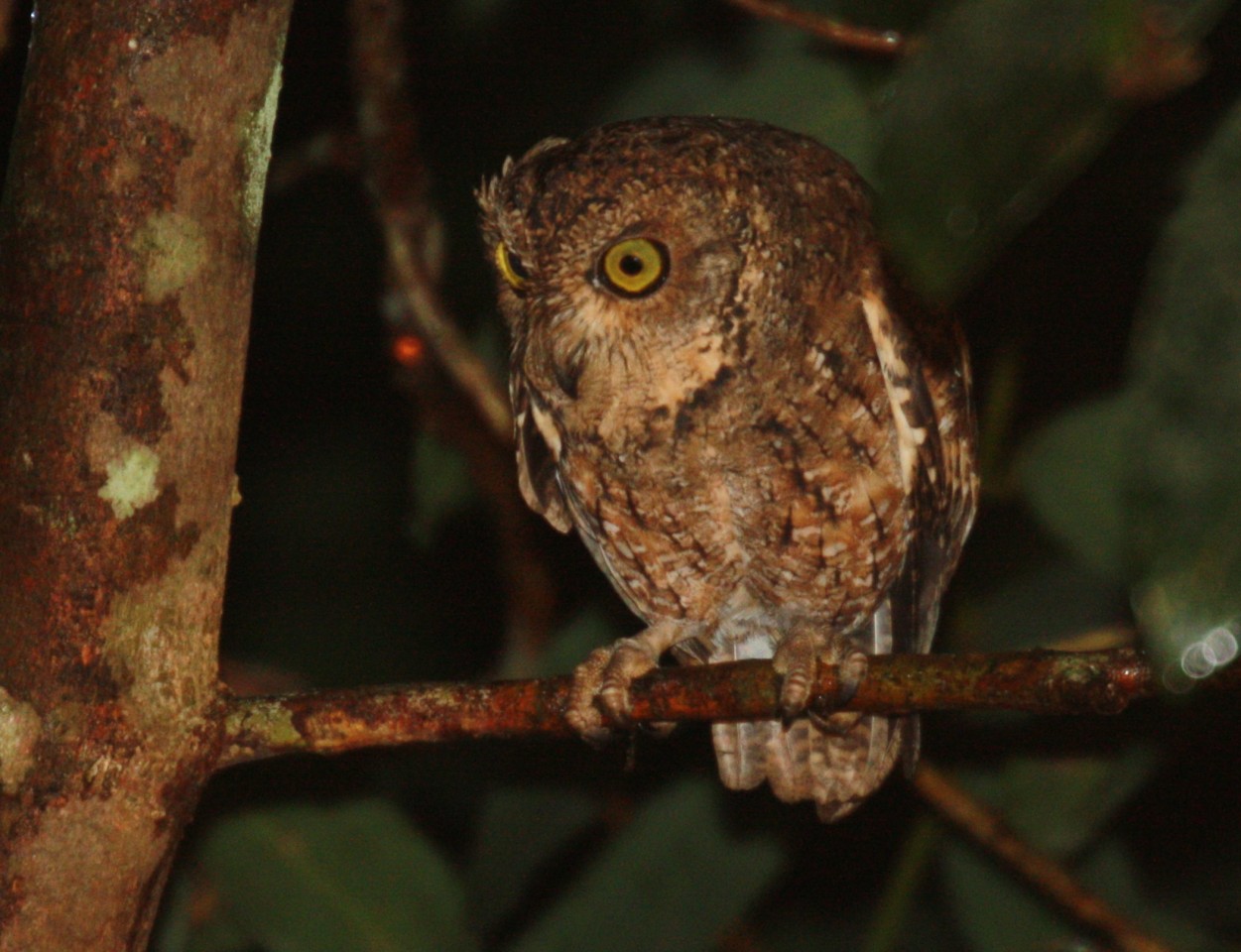 Pretty Seychelles scops-owl