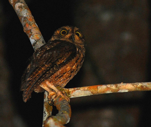 Pretty Seychelles scops-owl