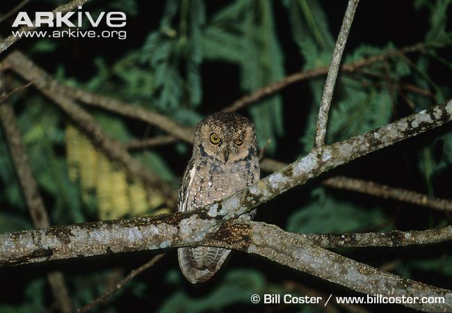 Pretty Seychelles scops-owl