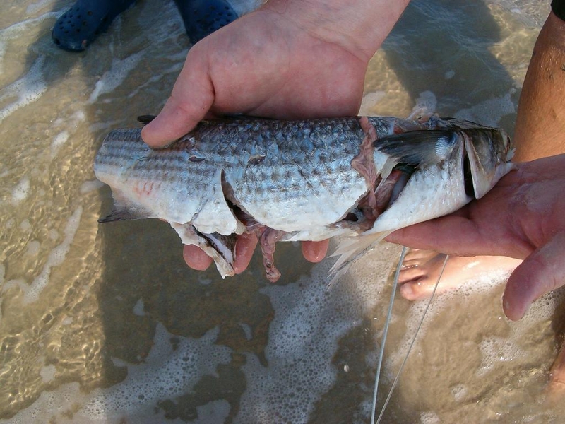 Pretty Shark mullet