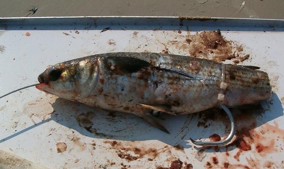 Pretty Shark mullet